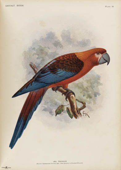 (BIRDS.) Rothschild, Walter. Extinct Birds. 1907